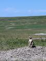 The Lookout