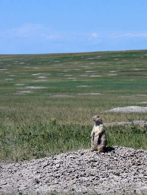 The Lookout