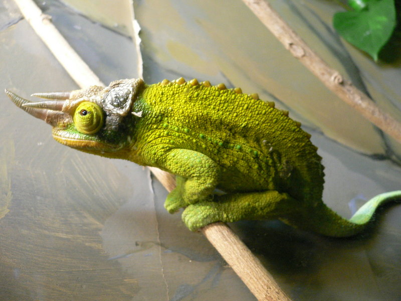 LittleBuddy.JPG