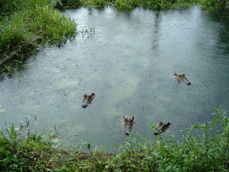 Gators in the Rain