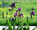 Early Spring Irises