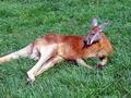 Sublime Kangaroo