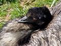 Solemn Emu