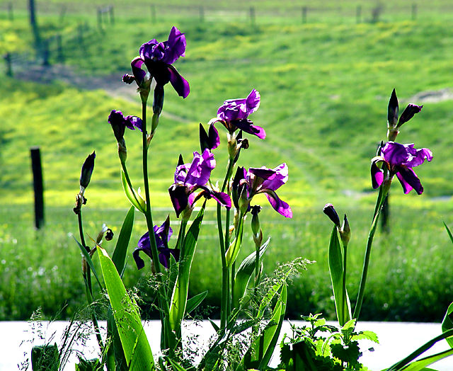 Early Spring Irises