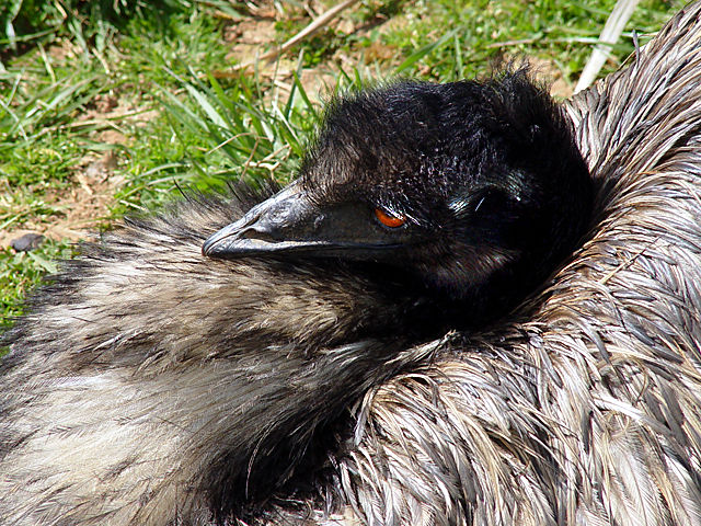 Solemn Emu