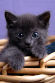 Kitty2.jpg