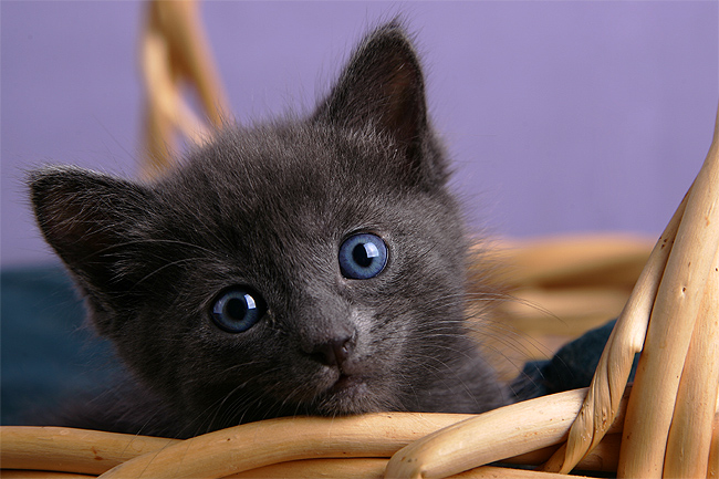 Kitty1.jpg