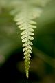 fern britten
