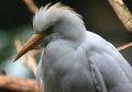 White bird