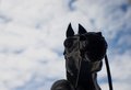 horse.jpg