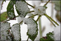 thorns small.jpg