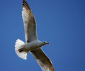 seagull