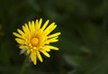 Yellow and Green