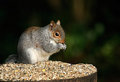 Gray Squirrel
