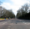 bird crossing