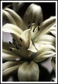 Lilly