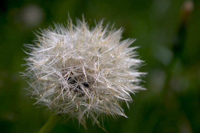 flowerhead
