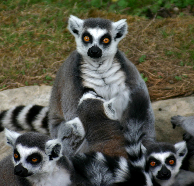 ringtails.jpg