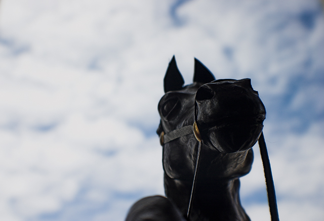 horse.jpg
