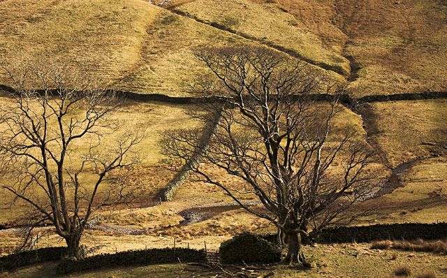 trees-and-walls.jpg