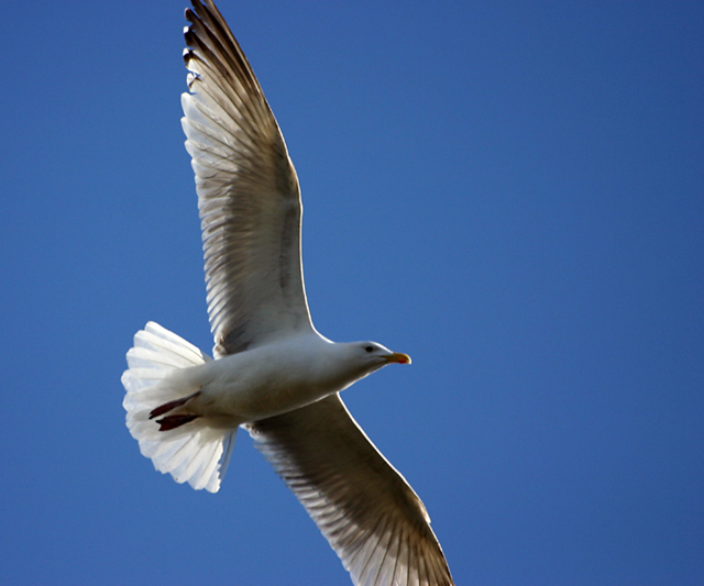 seagull