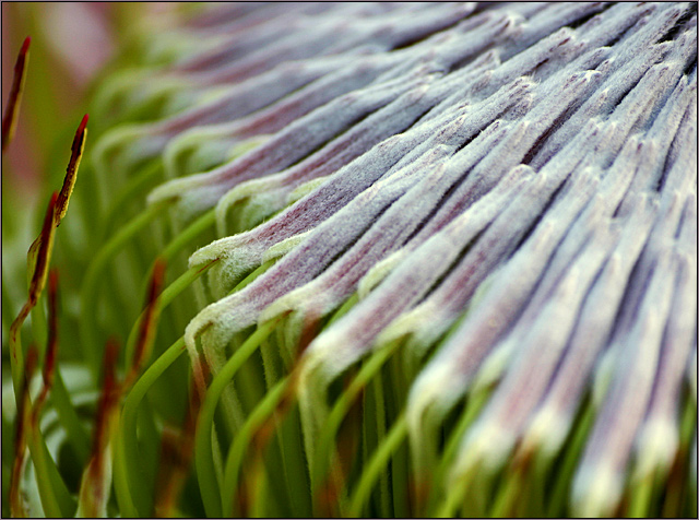 Flower detail