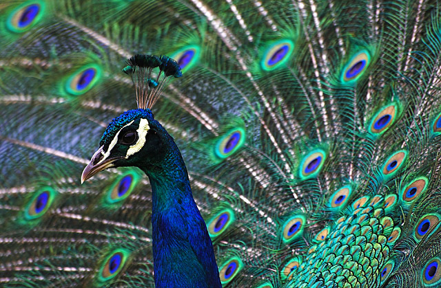 Peacock