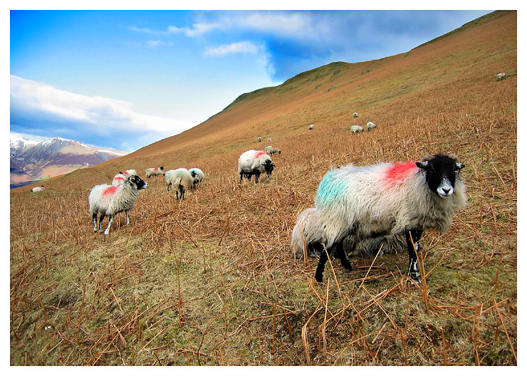 Hill Sheep