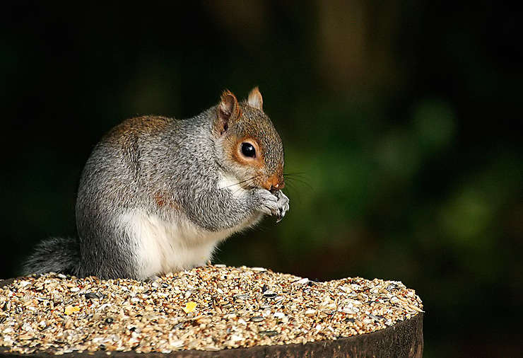Gray Squirrel