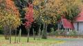 Autumn Parish