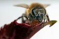 Hullo Mr Bee