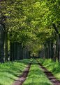 Leading driveway