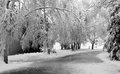 The driveway, aka: first snow of winter.