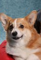 pets.JPG