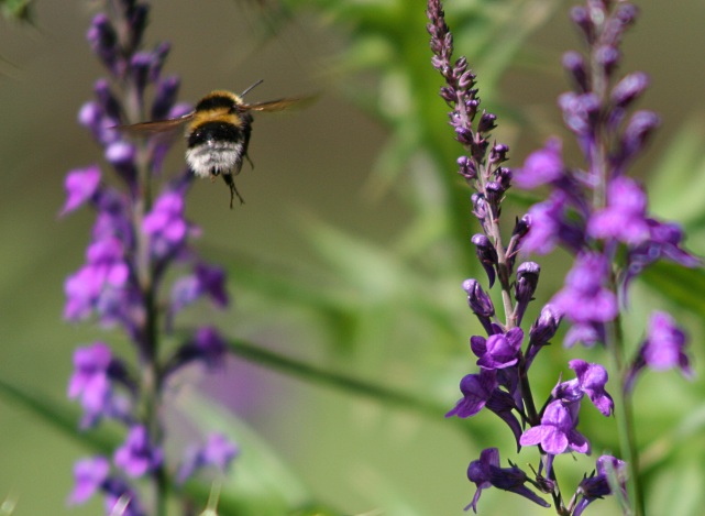 Coming in to land.