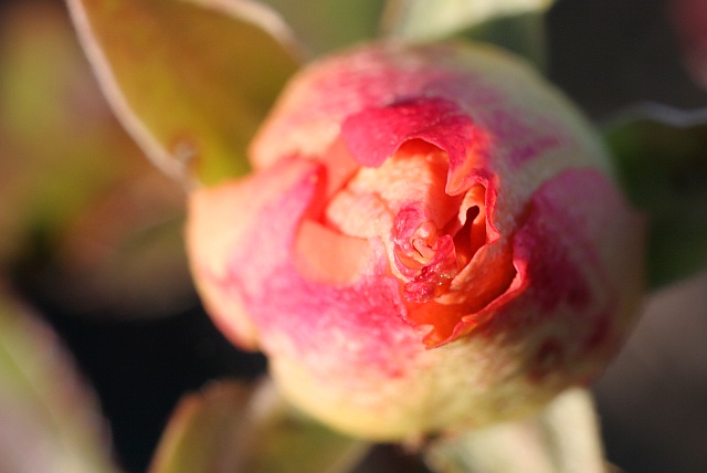 Winter Rosebud