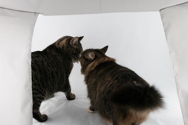 Cat kisses in the light tent
