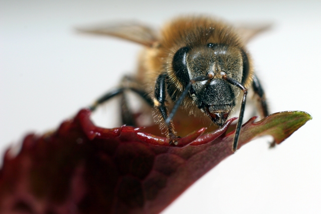Hullo Mr Bee