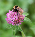 Bee_Side.jpg