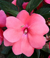 Bug_flower.jpg