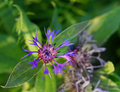 Purple-Flower.jpg