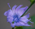 Blue_-0895.jpg