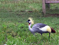 Crested-Crane