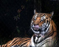 Tiger-Lick