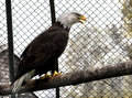 Freedom-Caged.jpg