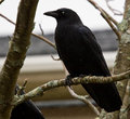Wet-crow