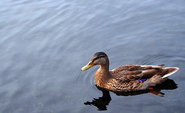 Just_Ducky.jpg