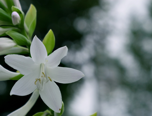 White_Bokeh-0365.jpg