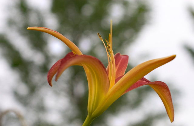 Lilly1_Bokeh-0362.jpg
