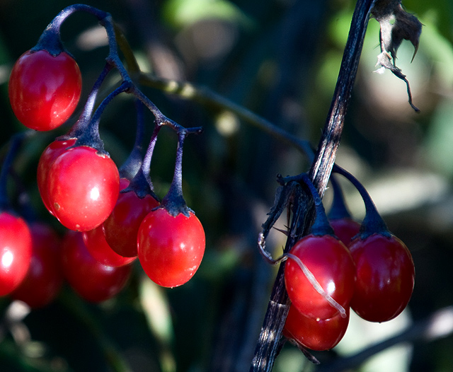 Berry.jpg